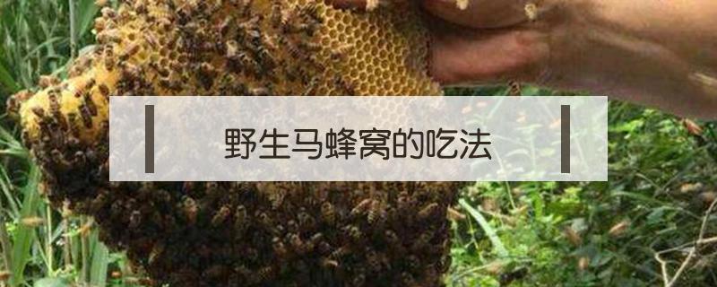 野生马蜂窝的吃法（野马蜂窝怎么吃）