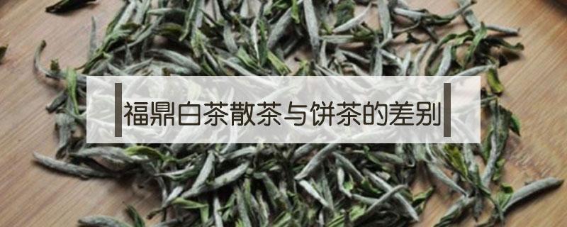 福鼎白茶散茶与饼茶的差别（福建白茶饼与散茶的区别）