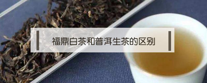 福鼎白茶和普洱生茶的区别（普洱生茶与福鼎白茶区别）