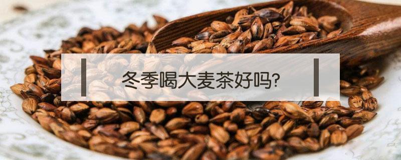 冬季喝大麦茶好吗?