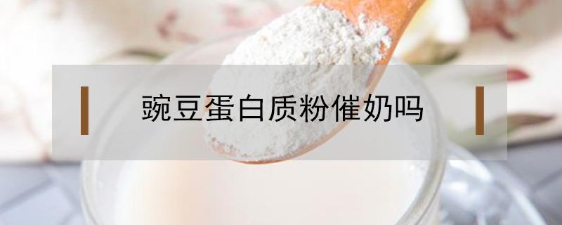 豌豆蛋白质粉催奶吗 豌豆粉蛋白催乳吗