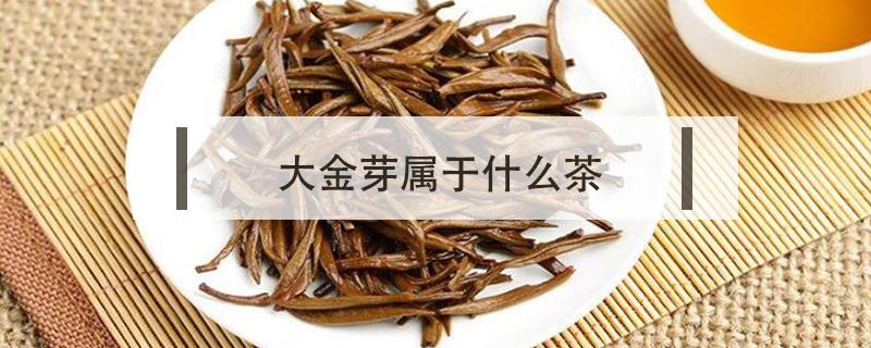 大金芽属于什么茶 金芽属于什么茶啊