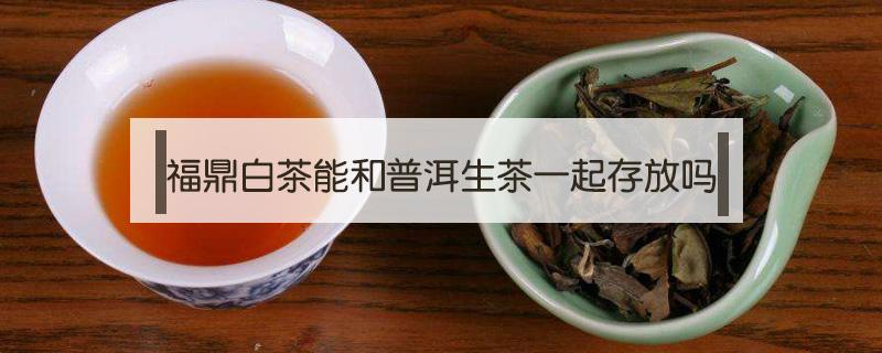 福鼎白茶能和普洱生茶一起存放吗 福鼎白茶能和普洱生茶一起存放吗知乎