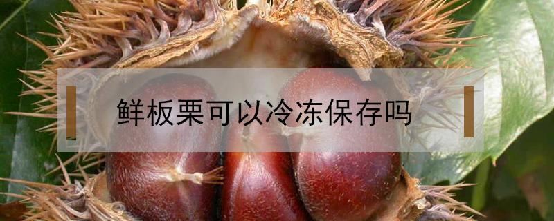 鲜板栗可以冷冻保存吗