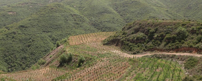 山上适合种植什么（山上适合种植什么药材）