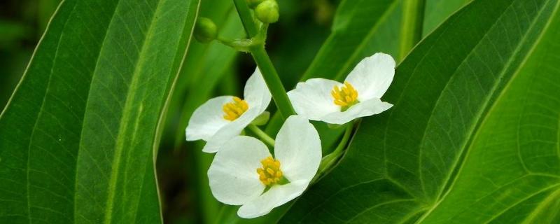 稻田野慈姑用什么除草剂好 矮慈姑用什么除草剂