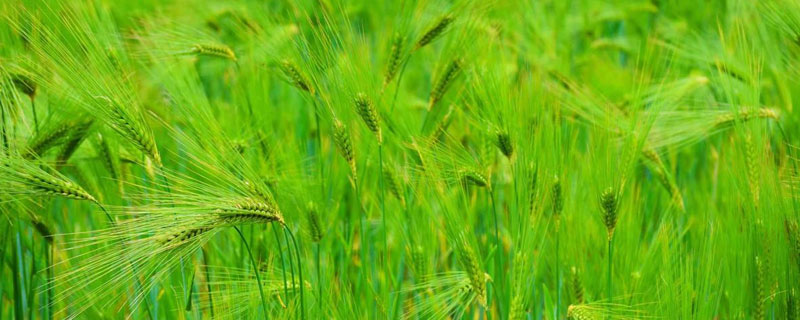 干旱地区适合种植什么（干旱地区适合种植什么果树）