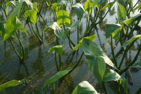 种植茨菇的前景