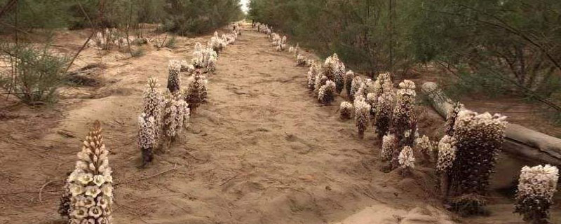 肉苁蓉种植成本及利润分析 肉苁蓉种植效益