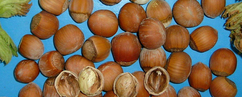 橡子是什么（橡子果实能吃吗）