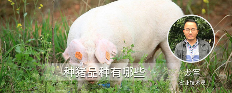 种猪品种有哪些 最好的种猪是什么品种