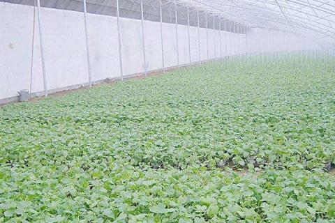 大棚蔬菜与传统蔬菜的区别是什么 大棚蔬菜是转基因吗