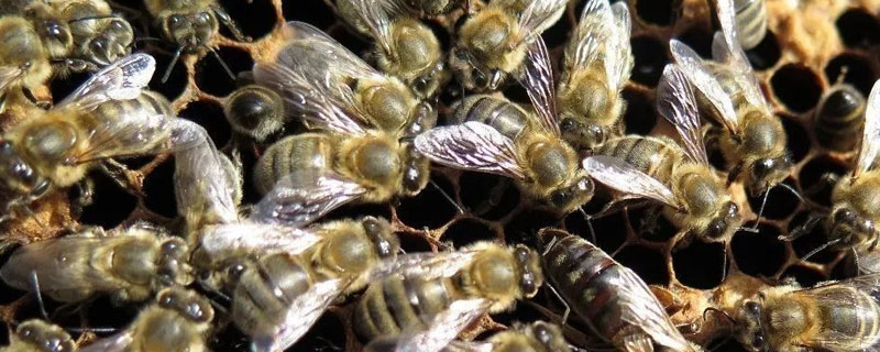 蜜蜂白垩病防治妙招 蜜蜂白垩病的治疗方法