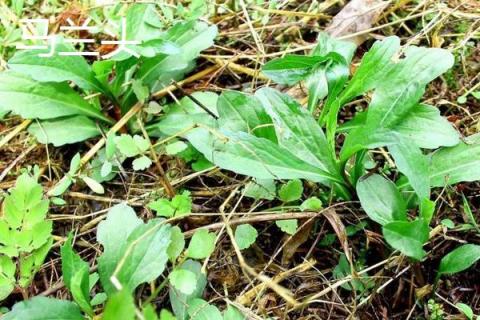 哪些野菜能吃 什么野菜能降血糖