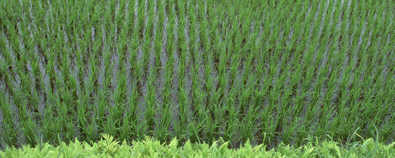 丙草胺除草剂使用方法，水稻田专用（丙草胺在水稻移栽田上的应用）
