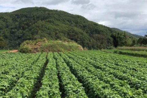 适合河南种植的药材