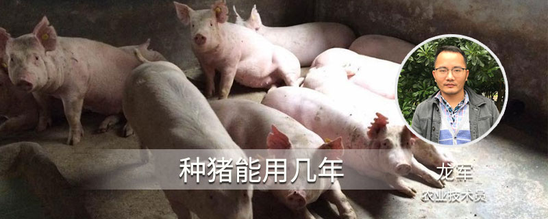 种猪能用几年 种猪利用年限