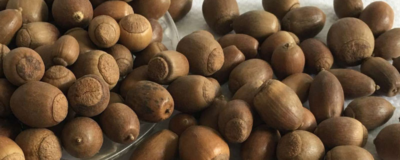 橡子和榛子的区别是什么 橡子和榛子的区别是什么意思