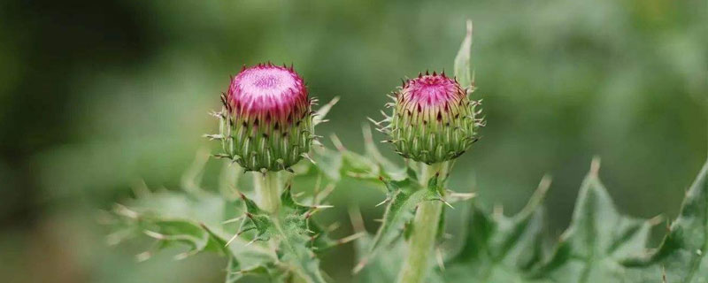 刺儿菜和蒲公英的区别是什么 刺儿菜的根泡水喝功效与作用