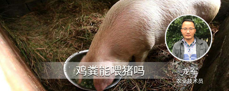 鸡粪能喂猪吗（鸡粪可以直接喂猪吗）