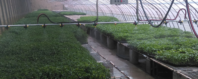 用柴油做烟雾剂对蔬菜有害吗（柴油消烟剂对车有害吗）