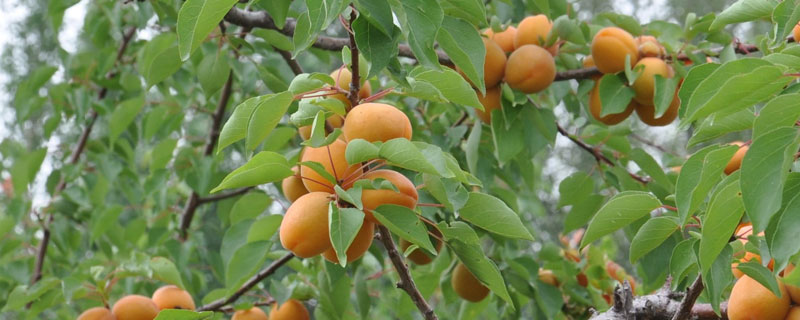 杏子怎么种植 杏子怎么种植盆栽