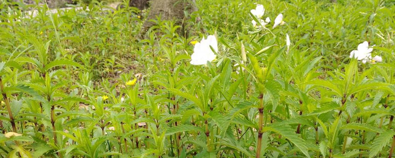 地笋的种植全过程