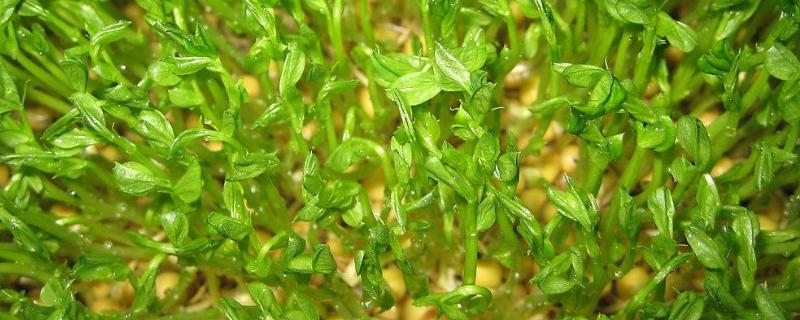 豆芽怎么种植方法，附过程（豆芽种植的方法）