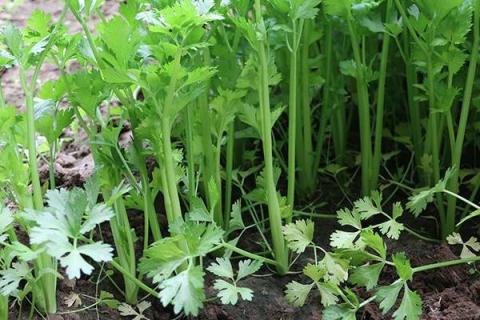 小香芹种植方法和时间