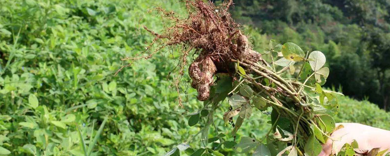 花生种植时间和生长期