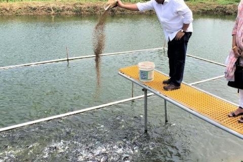 淡水鲈鱼的养殖方法，淡水鲈鱼和海鲈鱼的区别