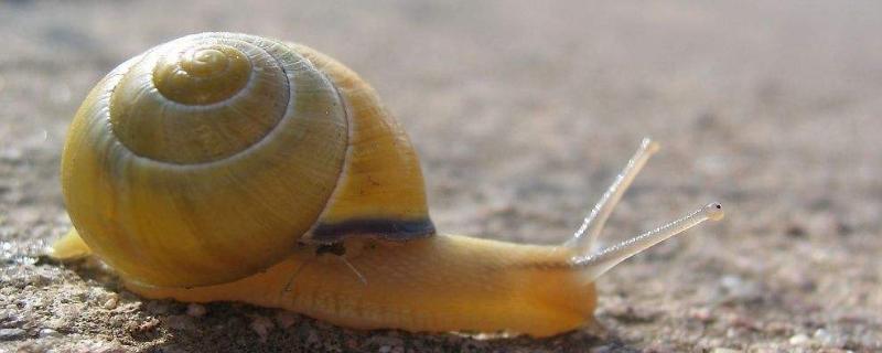 蜗牛的种类，蜗牛是软体动物吗（蜗牛的种类,蜗牛是软体动物吗）