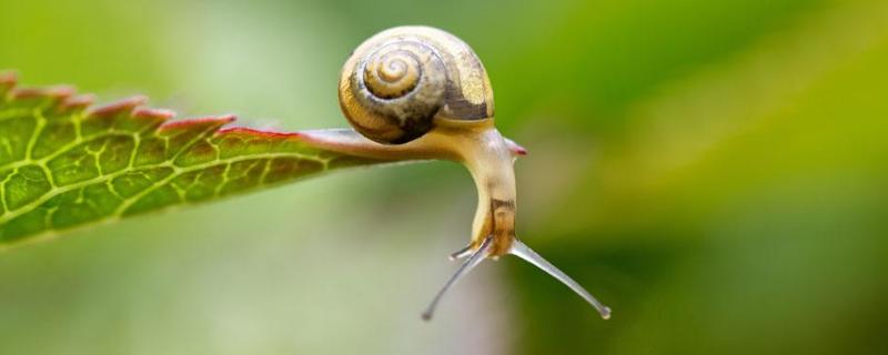 蜗牛是爬行动物吗，蜗牛卵如何孵化 蜗牛是爬行动物吗,蜗牛卵如何孵化出来的