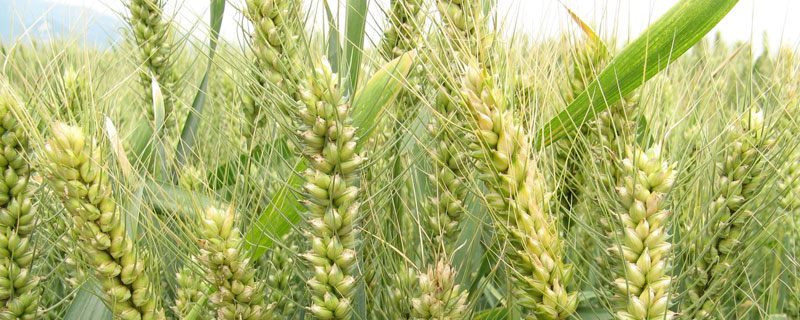 小麦除草温度低能进行吗 小麦除草剂在0一7度能打吗