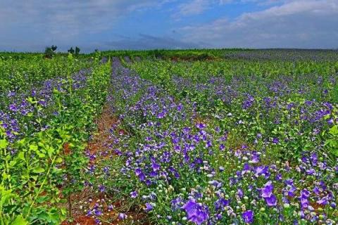 桔梗的种植季节和方法，可选春播和冬播