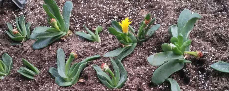 多肉佛手掌的养殖方法 多肉植物佛手的养殖方法