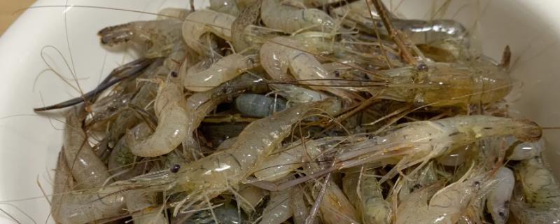 河虾怎么养，河虾和海虾的区别 河虾和海虾的区别及营养价值