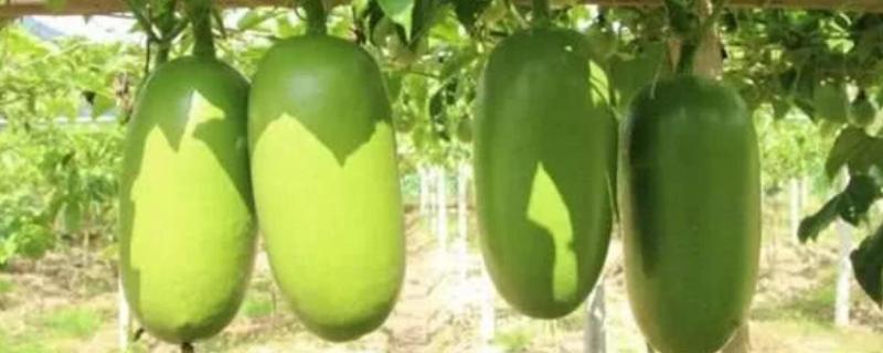 南美洲火腿瓜种植方法 火腿甜瓜种植技术