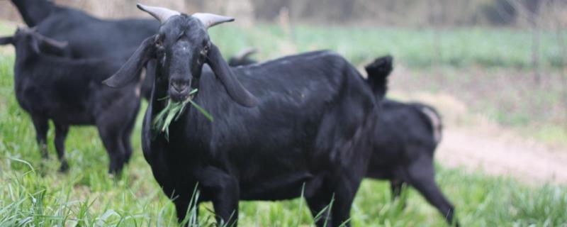 黑山羊和白山羊的区别，附养殖方法（黑山羊和白山羊的营养价值一样吗）