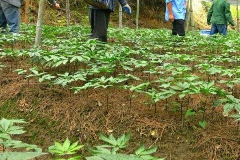 三七种植条件及技术要点