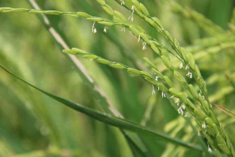 水稻种植时间