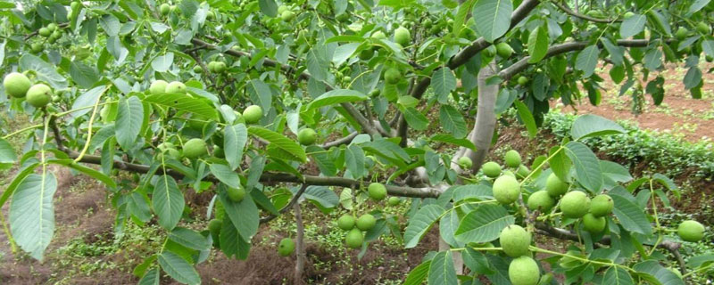 核桃苗种植对土地有怎样的要求 核桃苗种植技术