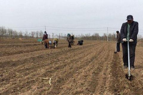 丹参种植方法及时间