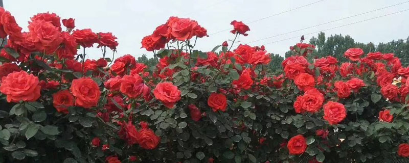 树桩月季花的养殖方法（树桩月季花图片）