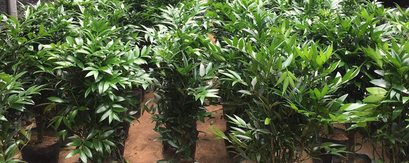 兴旺竹的养殖方法和注意事项 招财竹的养殖方法和注意事项