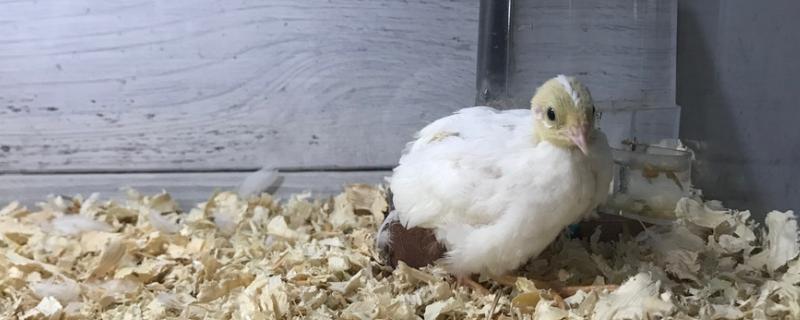 芦丁鸡吵不吵，可以养殖吗 千万不要养芦丁鸡