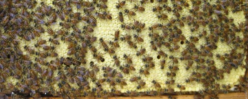 蜂王剪翅膀有影响吗,还会再长出来吗