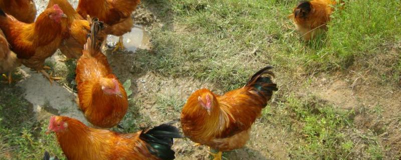 鸡用土霉素的作用和主治，附用量 鸡用土霉素的功效与作用