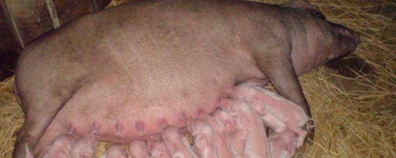 解救母猪难产法，难产的症状有哪些