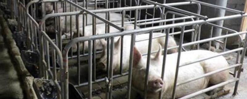 养猪成本，300斤猪的猪笼的尺寸